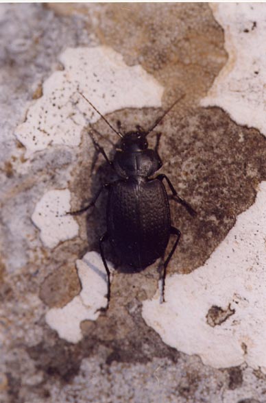 Licinus punctatulus